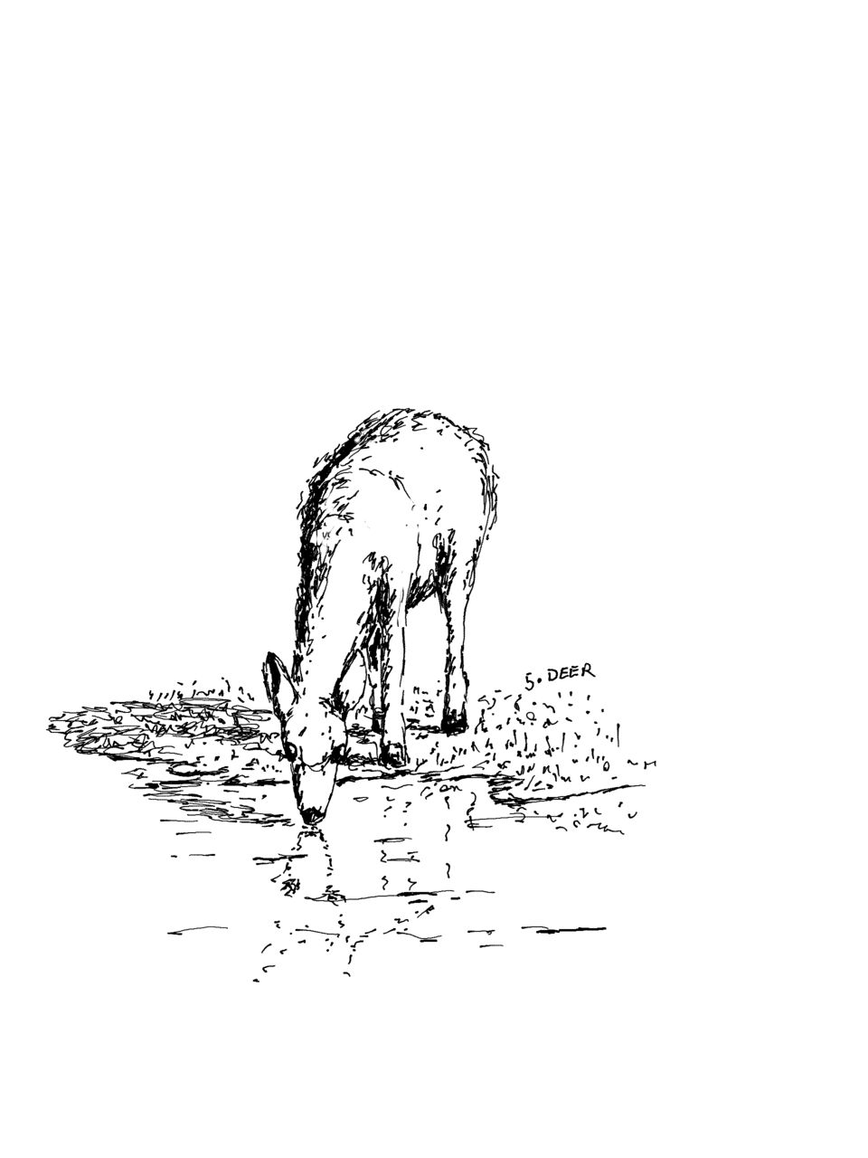 A deer seen from the front drinking from the edge of shallow water